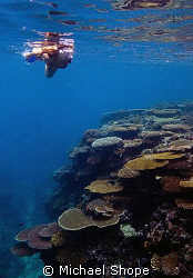 Susan snorkeling on Horse Shoe reef. by Michael Shope 
